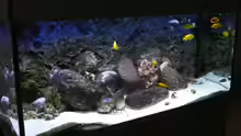 Aquarium Hauptansicht von Becken 14272