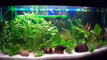 Aquarium Hauptansicht von Becken 147