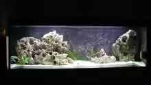 Aquarium Hauptansicht von Becken 178