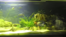 Aquarium Hauptansicht von Becken 199