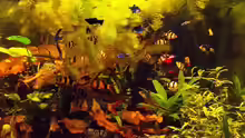 Aquarium Hauptansicht von Becken 23019