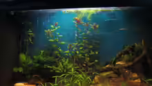Aquarium Hauptansicht von Becken 23505
