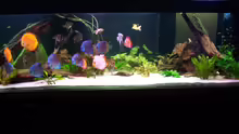 Aquarium Hauptansicht von Becken 24596