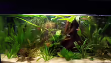 Aquarium Hauptansicht von Becken 2544