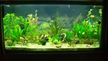 Aquarium Hauptansicht von Becken 2767