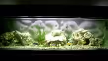 Aquarium Hauptansicht von Becken 278