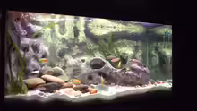 Aquarium Hauptansicht von Becken 285