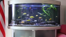 Aquarium Hauptansicht von Becken 29447
