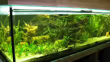 Aquarium Hauptansicht von Becken 3061