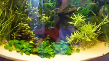 Aquarium Hauptansicht von Becken 3092