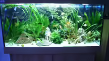 Aquarium Hauptansicht von Becken 3479