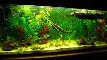 Aquarium Hauptansicht von Becken 3526