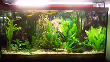 Aquarium Hauptansicht von Becken 3767
