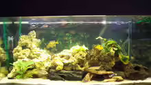 Aquarium Hauptansicht von Becken 4058