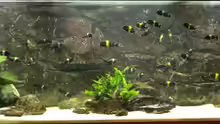 Aquarium Hauptansicht von Becken 4060