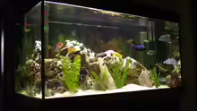 Aquarium Hauptansicht von Becken 421