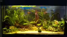 Aquarium Hauptansicht von Becken 4241