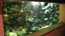 Aquarium Hauptansicht von Becken 4449