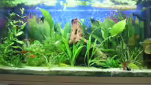 Aquarium Hauptansicht von Becken 4453