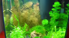 Aquarium Hauptansicht von Becken 4558