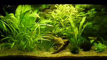 Aquarium Hauptansicht von Becken 4749