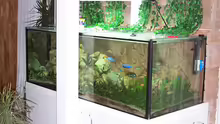 Aquarium Hauptansicht von Becken 4764
