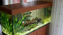 Aquarium Hauptansicht von Becken 4801