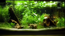 Aquarium Hauptansicht von Becken 4947