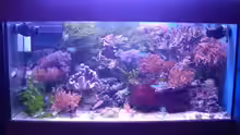 Aquarium Hauptansicht von Becken 5130