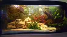 Aquarium Hauptansicht von Becken 5182
