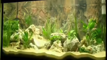Aquarium Hauptansicht von Becken 532