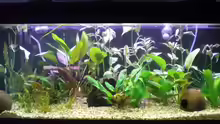 Aquarium Hauptansicht von Becken 5351