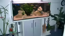 Aquarium Hauptansicht von Becken 555