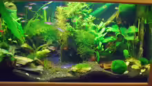 Aquarium Hauptansicht von Becken 5755