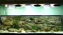Aquarium Hauptansicht von Becken 5798
