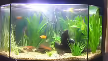 Aquarium Hauptansicht von Becken 5893