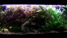 Aquarium Hauptansicht von Becken 5926