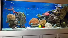 Aquarium Hauptansicht von Becken 5951