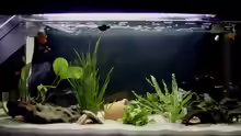 Aquarium Hauptansicht von Becken 6060