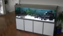 Aquarium Hauptansicht von Becken 6090