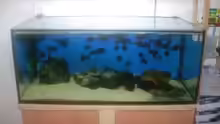 Aquarium Hauptansicht von Becken 614