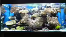 Aquarium Hauptansicht von Becken 6379