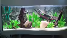 Aquarium Hauptansicht von Becken 6740