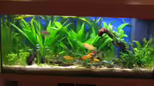 Aquarium Hauptansicht von Becken 6867