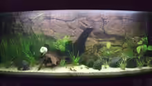 Aquarium Hauptansicht von Becken 6916