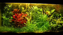Aquarium Hauptansicht von Becken 6963