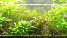 Aquarium Hauptansicht von Becken 6965