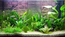 Aquarium Hauptansicht von Becken 6988