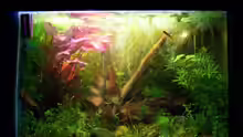 Aquarium Hauptansicht von Becken 7031