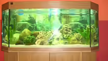 Aquarium Hauptansicht von Becken 7154